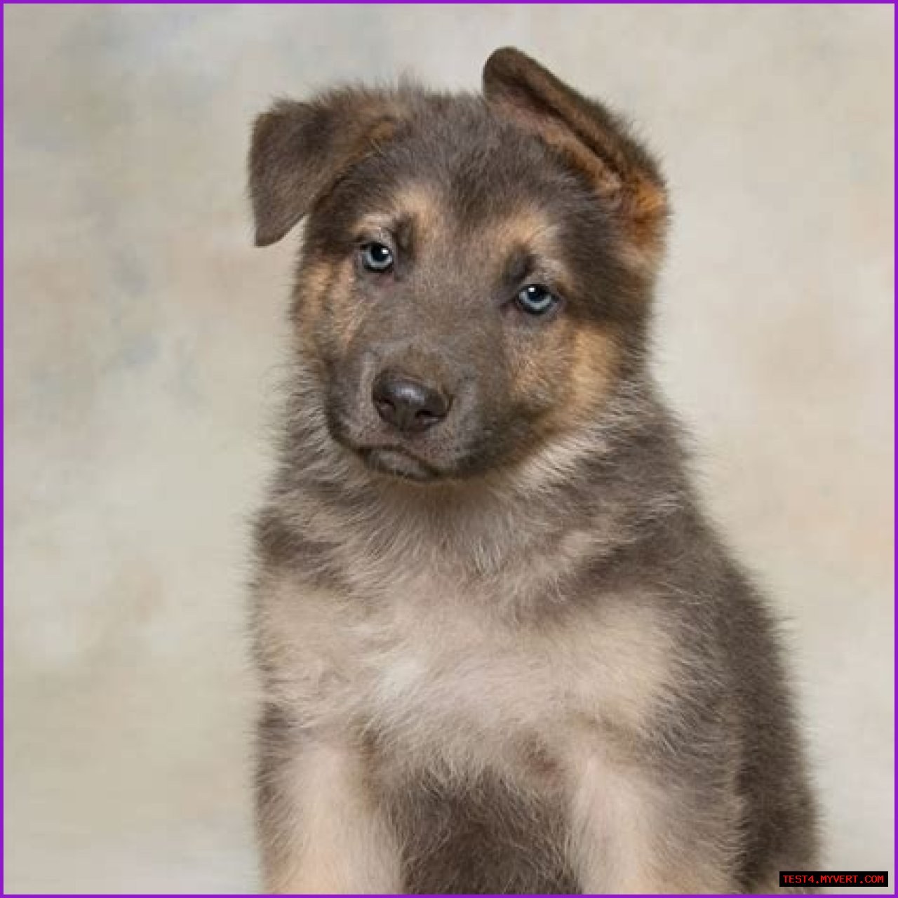 Finding The Perfect German Shepherd: GSD For Sale In VA