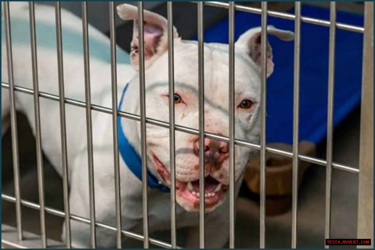 Pitbull NY: Unveiling The World Of Pitbulls In New York